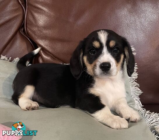 Corgi x Cavalier puppies