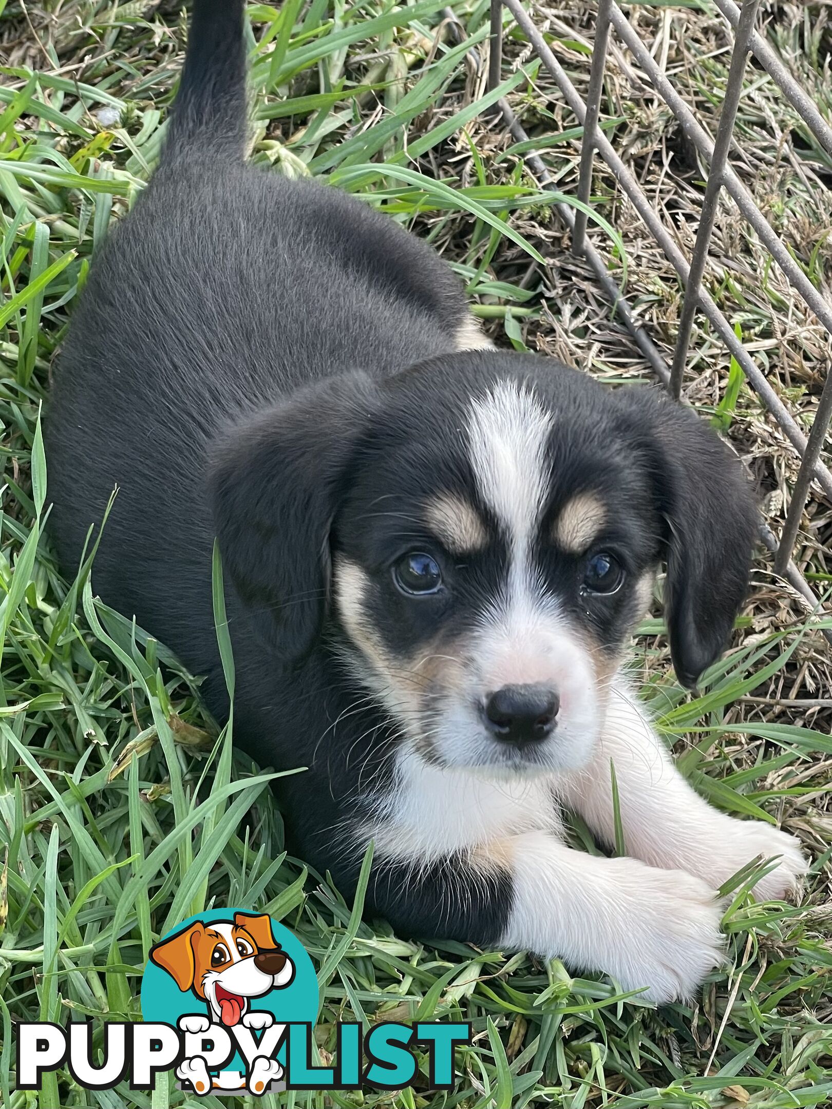 Corgi x Cavalier puppies