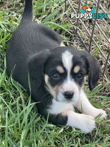 Corgi x Cavalier puppies
