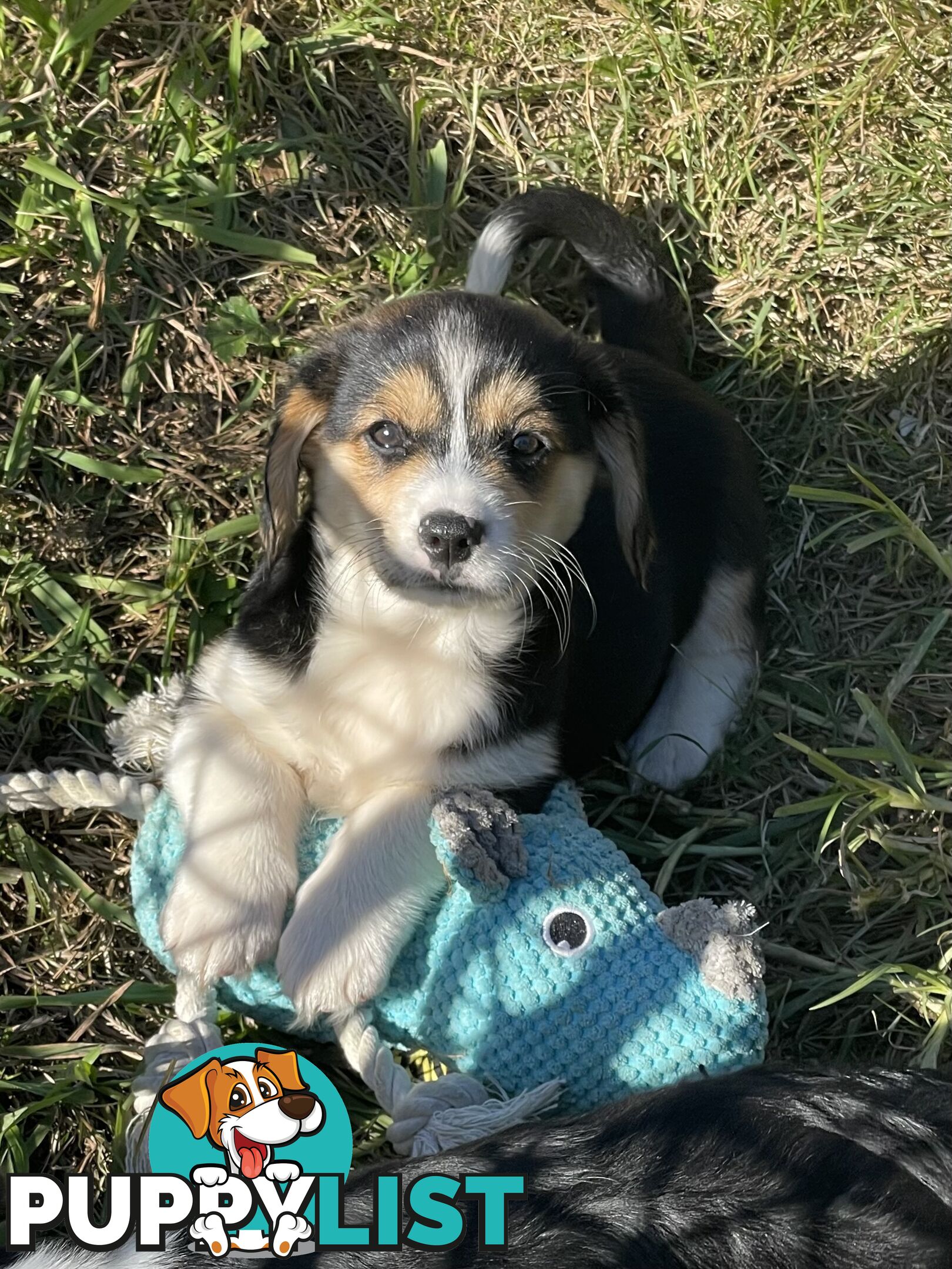 Corgi x Cavalier puppies