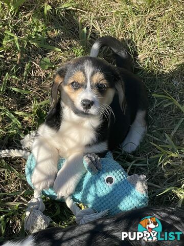 Corgi x Cavalier puppies