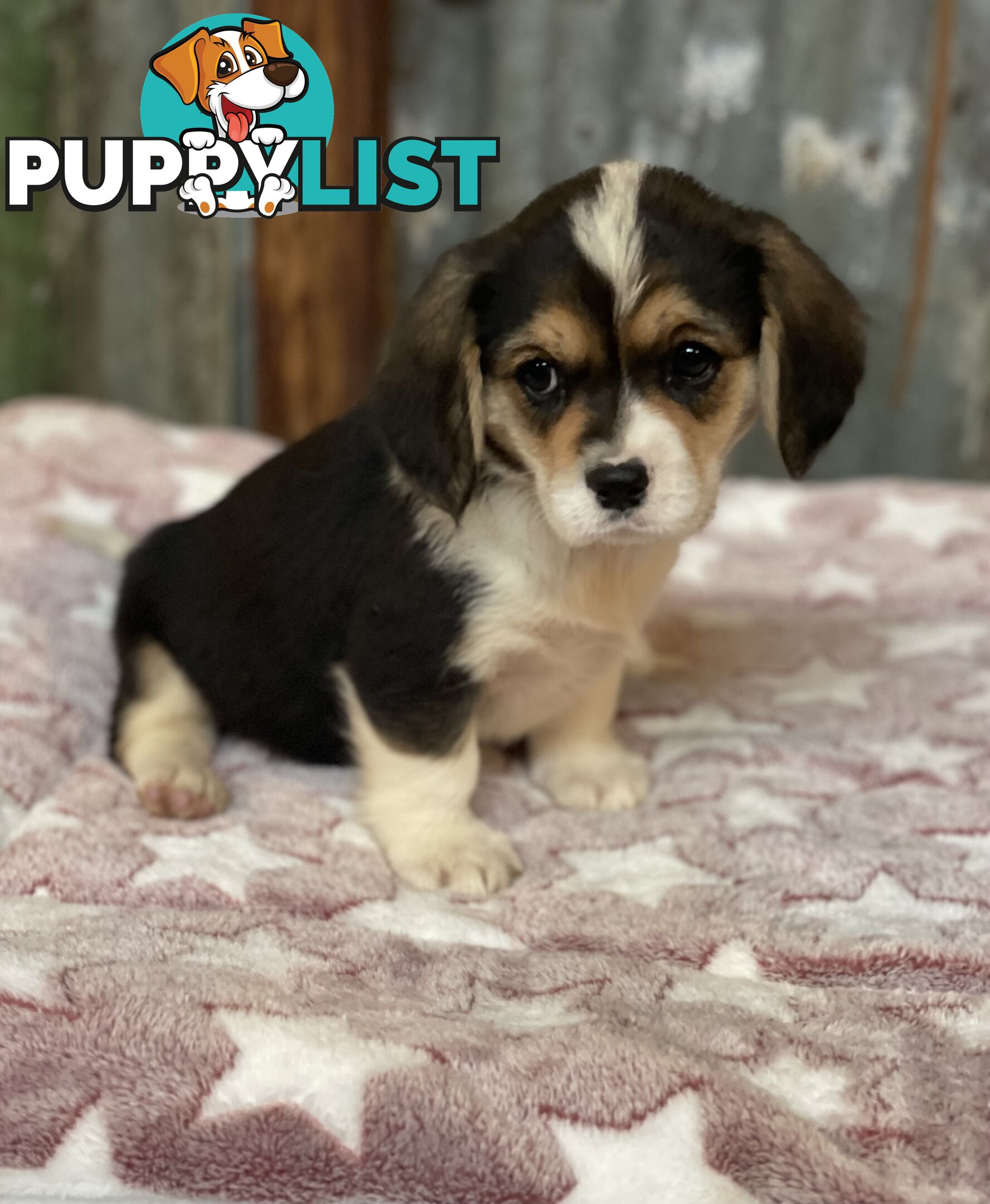Corgi x Cavalier puppies