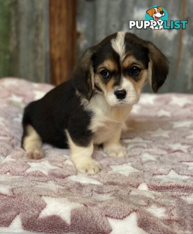 Corgi x Cavalier puppies