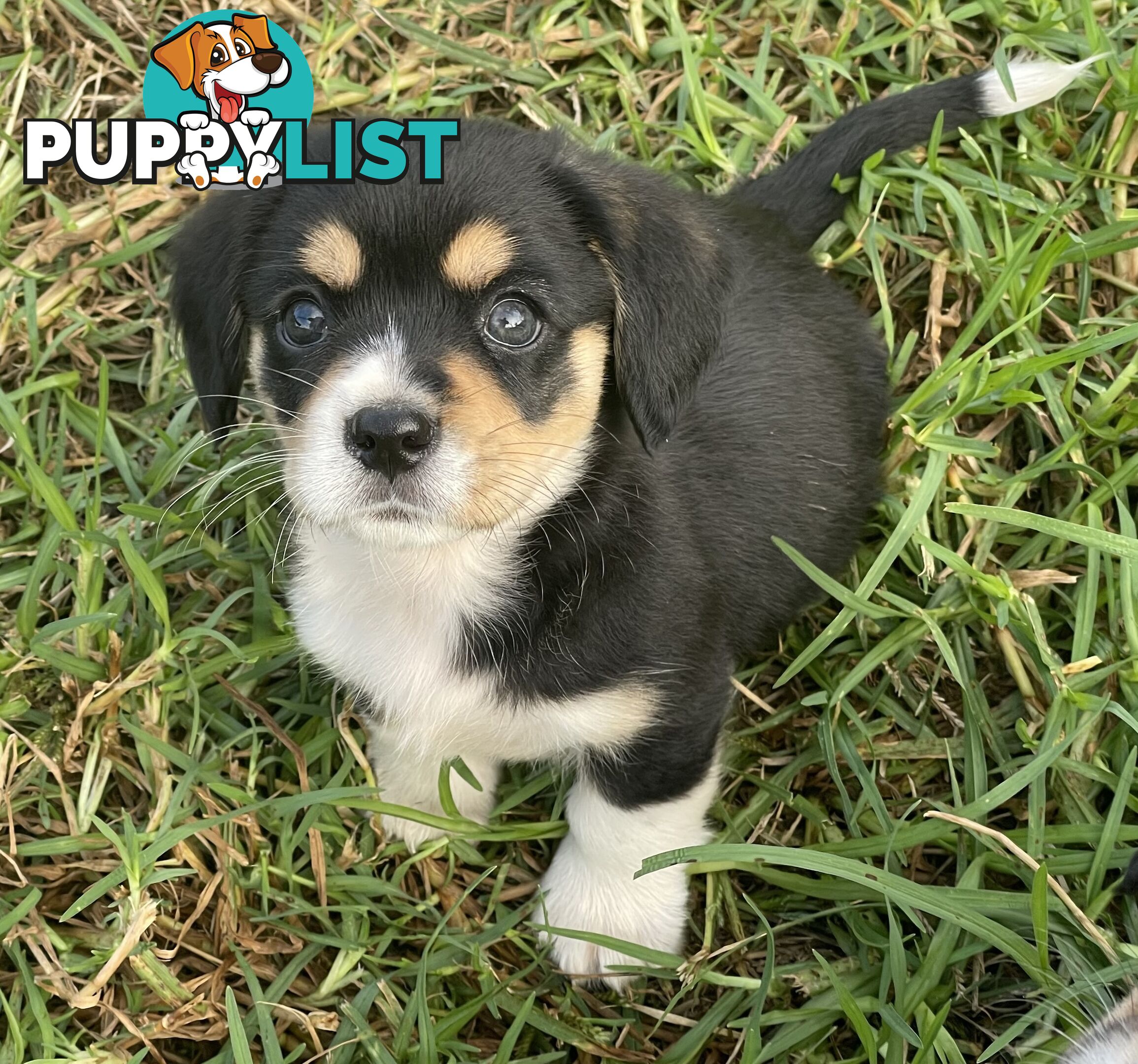 Corgi x Cavalier puppies