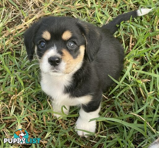 Corgi x Cavalier puppies