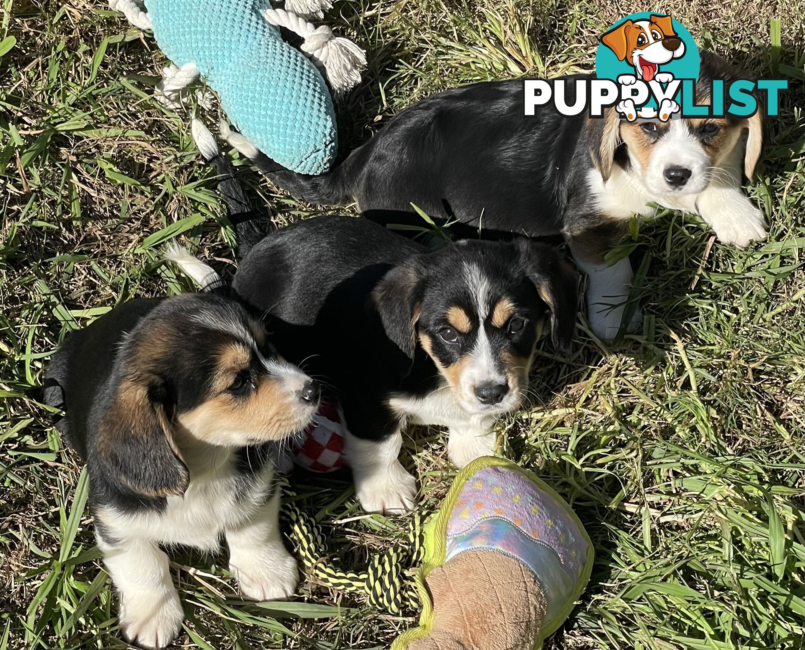 Corgi x Cavalier puppies