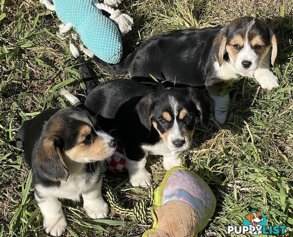 Corgi x Cavalier puppies