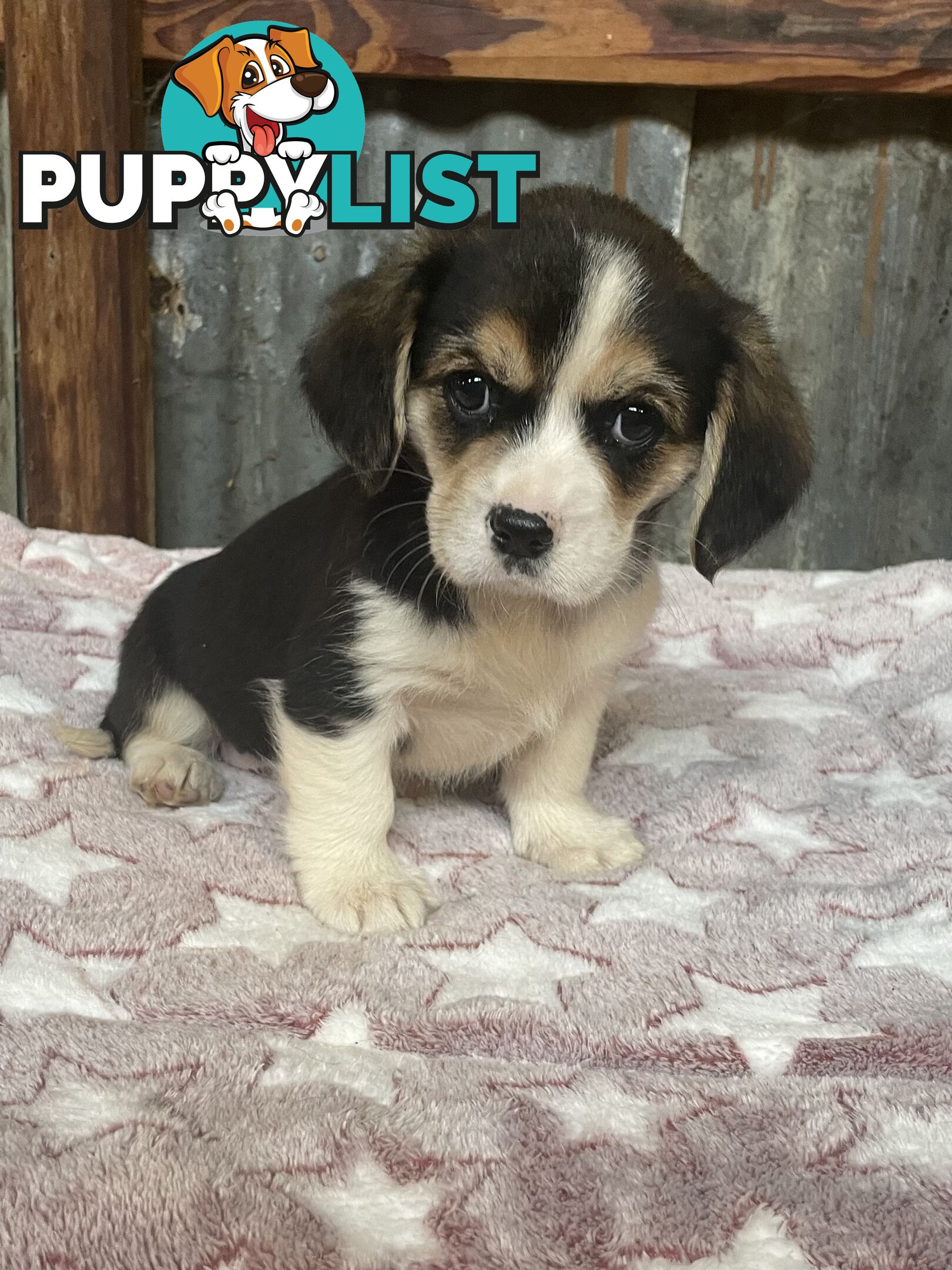 Corgi x Cavalier puppies
