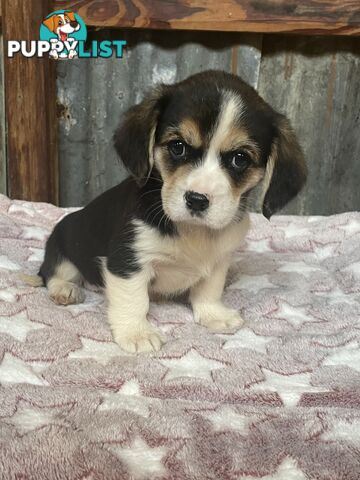 Corgi x Cavalier puppies