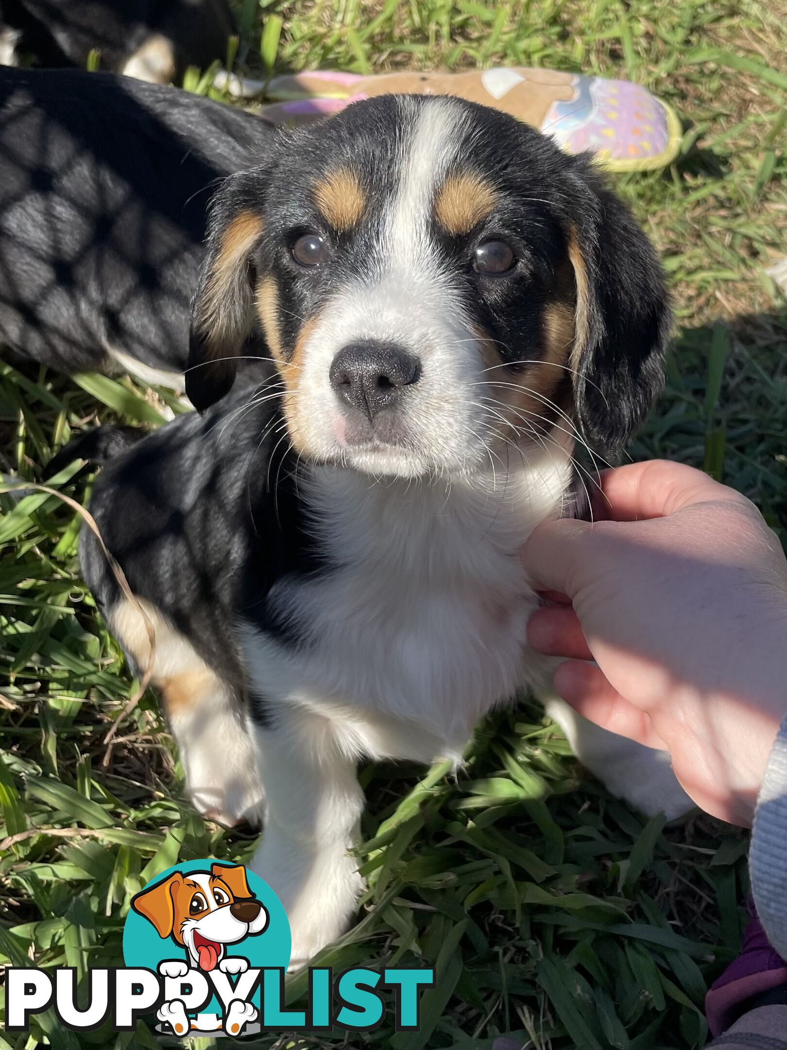 Corgi x Cavalier puppies