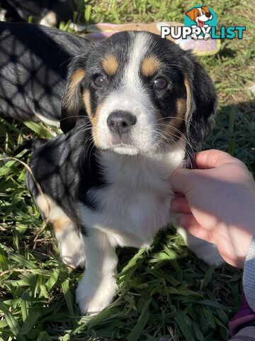Corgi x Cavalier puppies