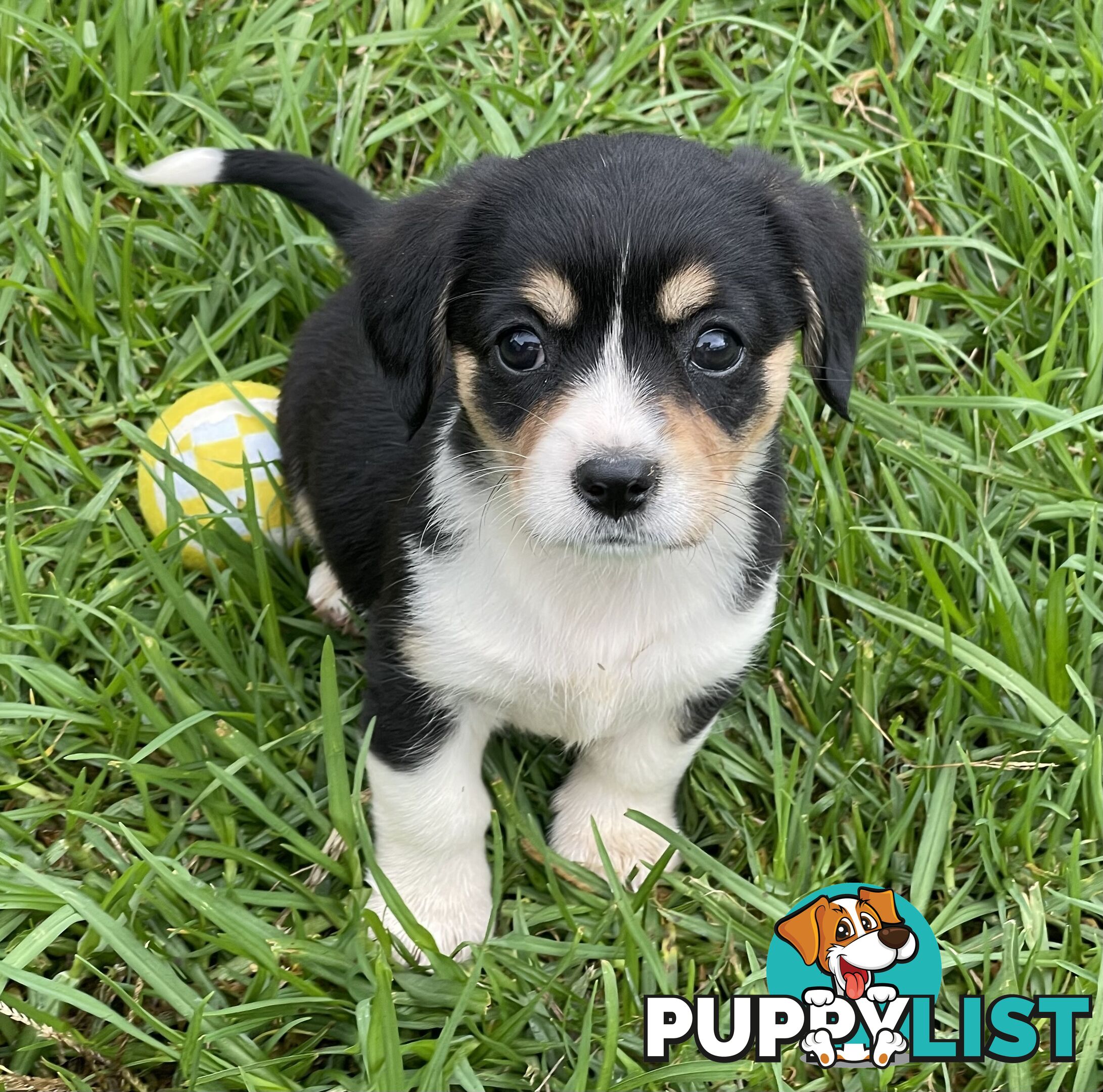 Corgi x Cavalier puppies