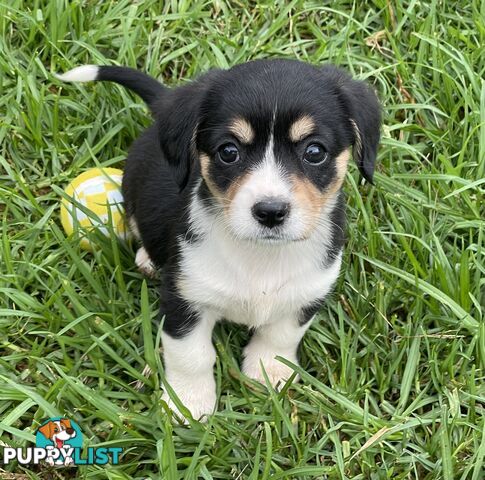 Corgi x Cavalier puppies