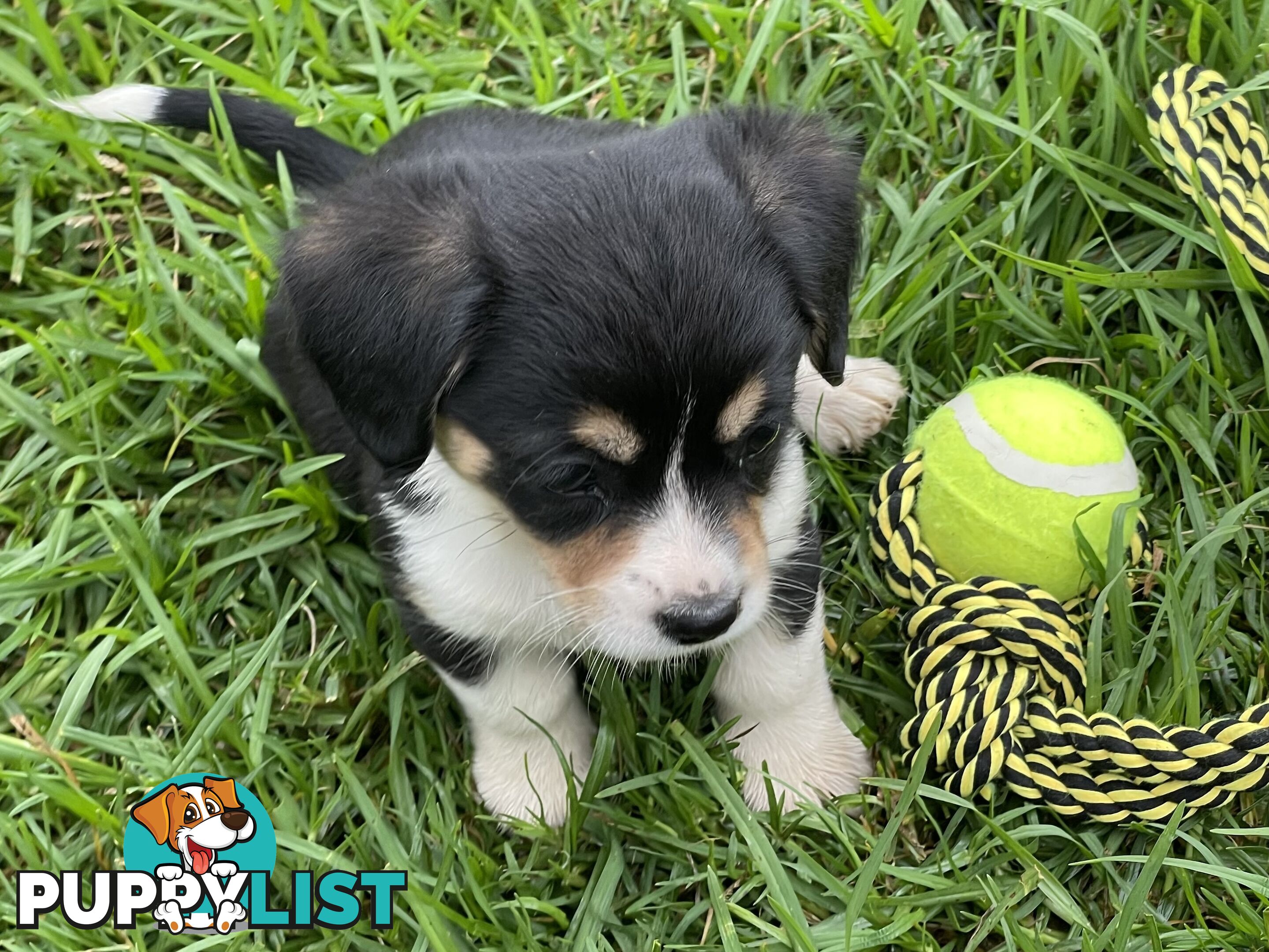 Corgi x Cavalier puppies