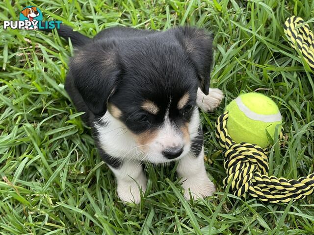 Corgi x Cavalier puppies