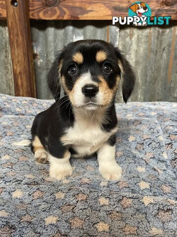 Corgi x Cavalier puppies