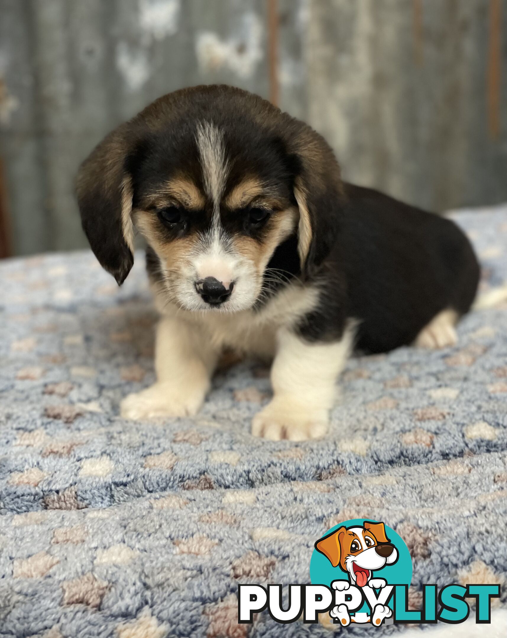 Corgi x Cavalier puppies