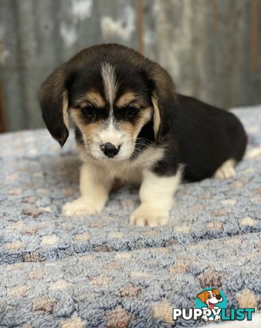 Corgi x Cavalier puppies