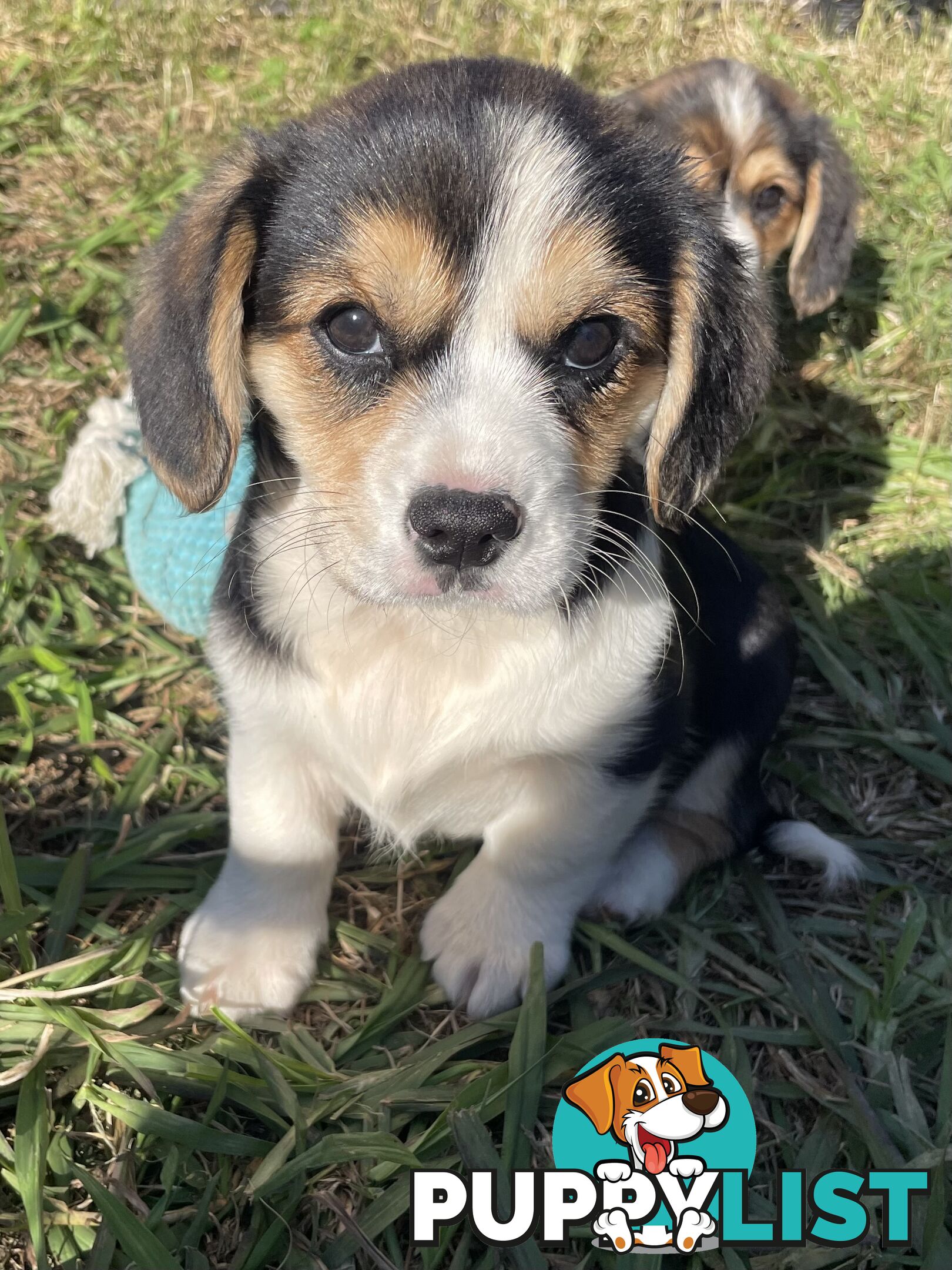 Corgi x Cavalier puppies