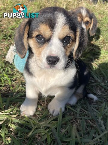 Corgi x Cavalier puppies