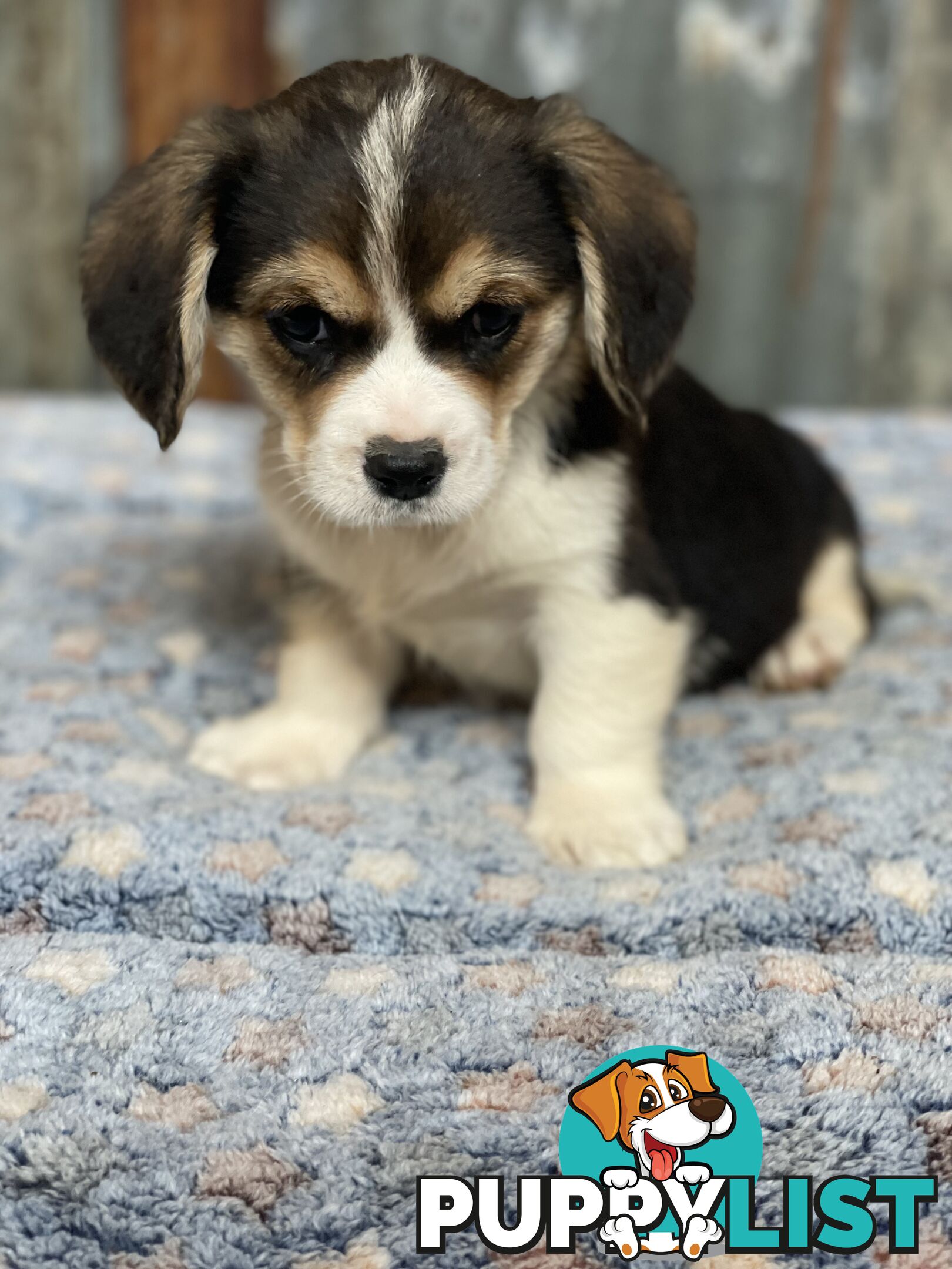 Corgi x Cavalier puppies