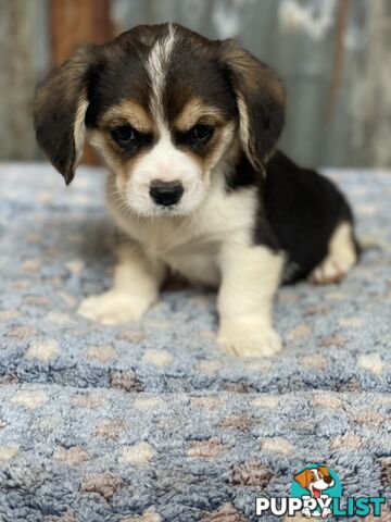 Corgi x Cavalier puppies