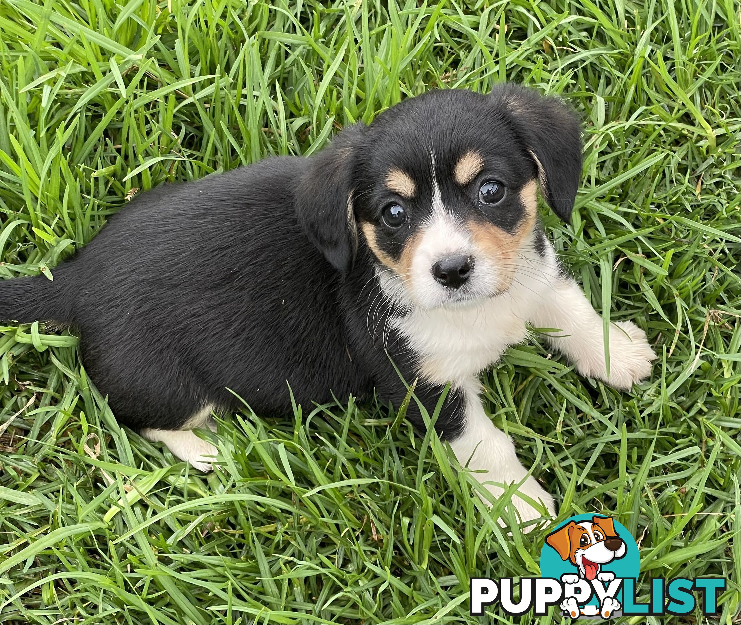 Corgi x Cavalier puppies