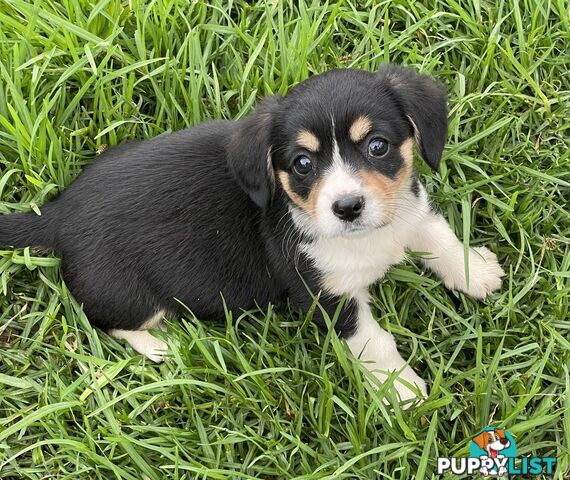 Corgi x Cavalier puppies