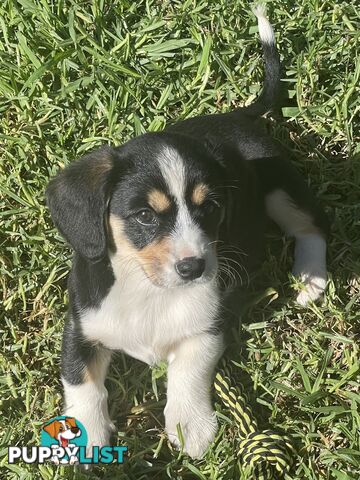 Corgi x Cavalier puppies