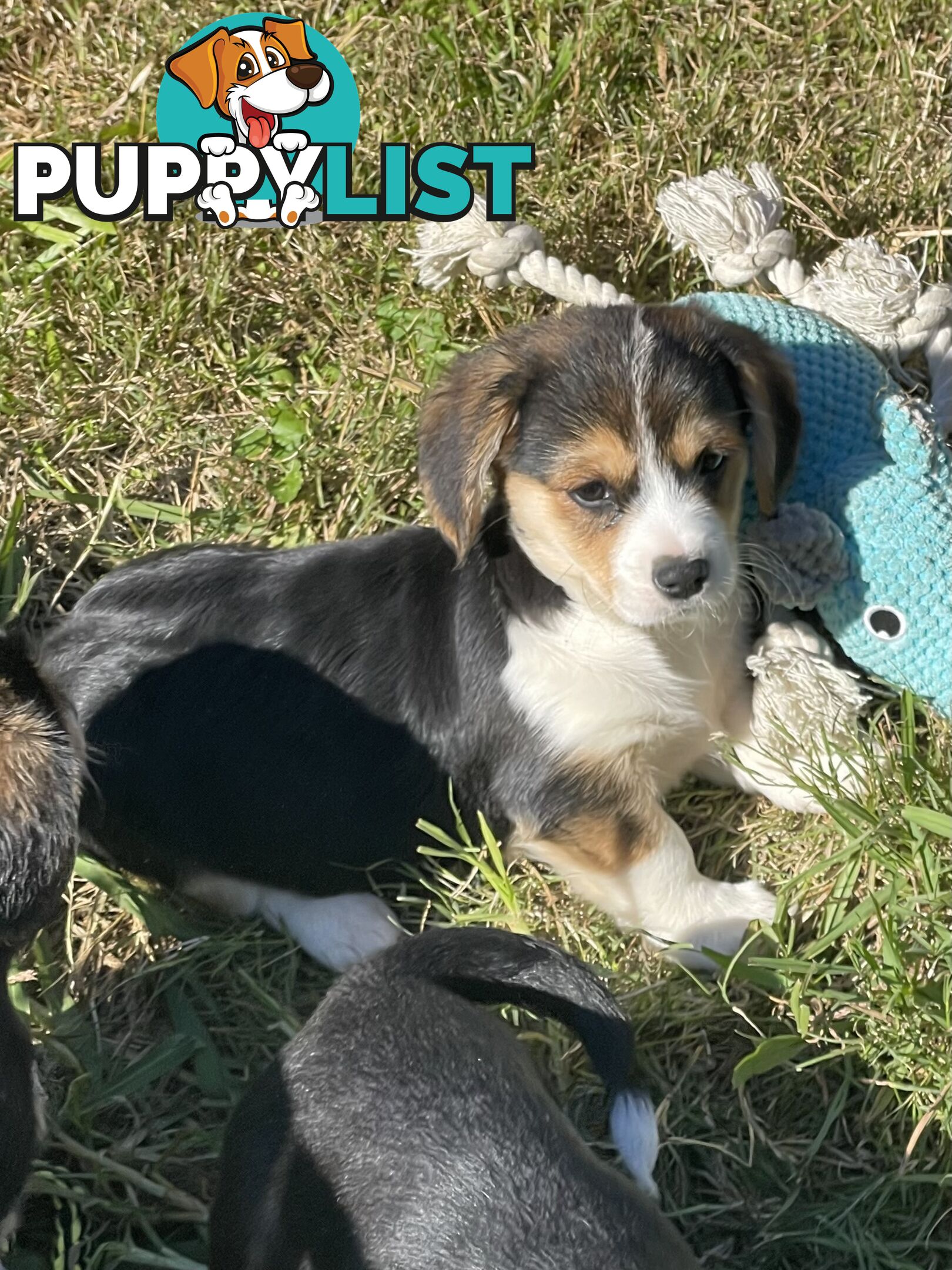 Corgi x Cavalier puppies