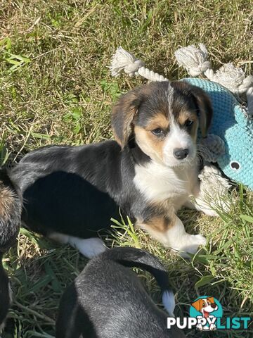 Corgi x Cavalier puppies
