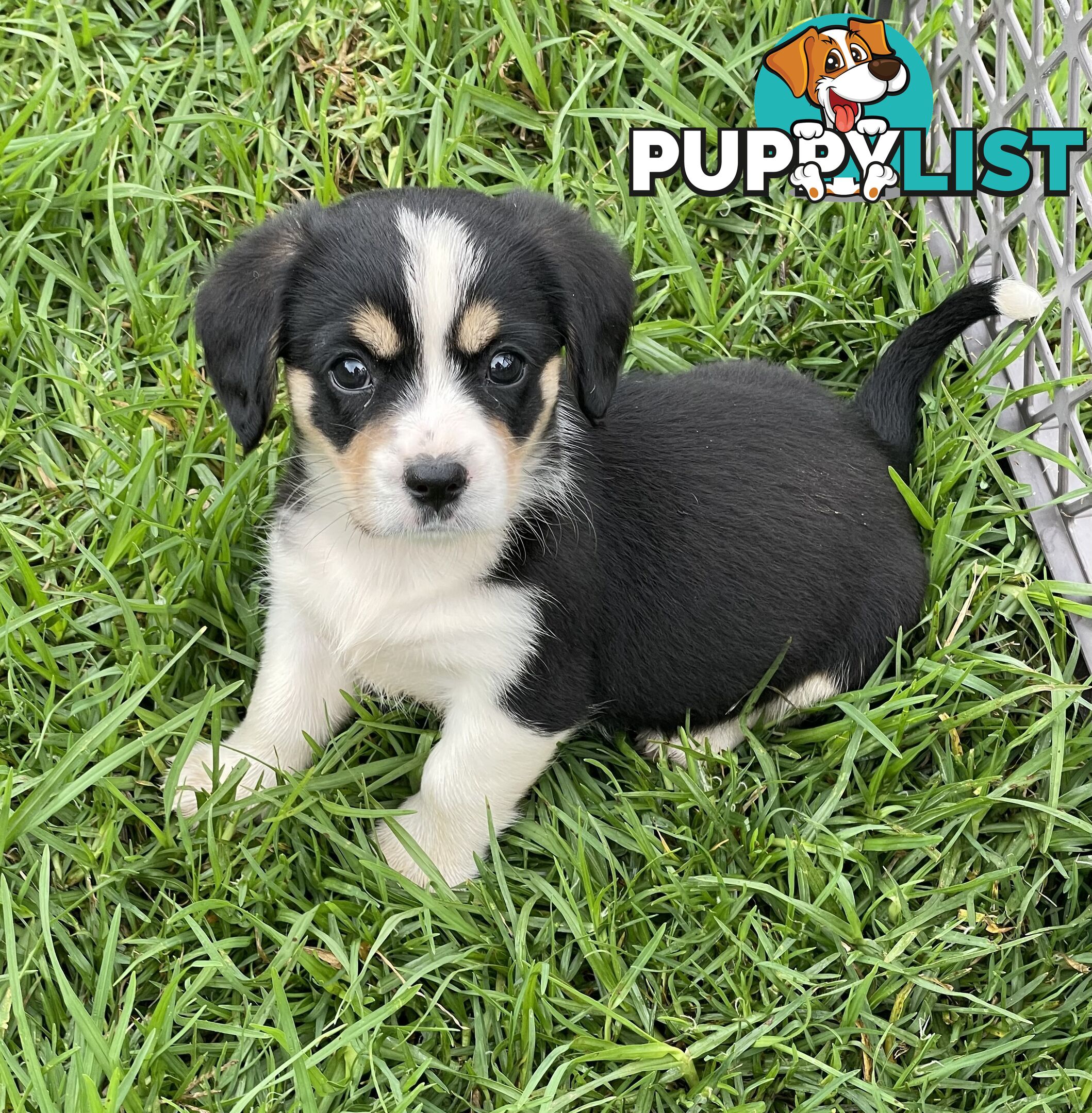 Corgi x Cavalier puppies