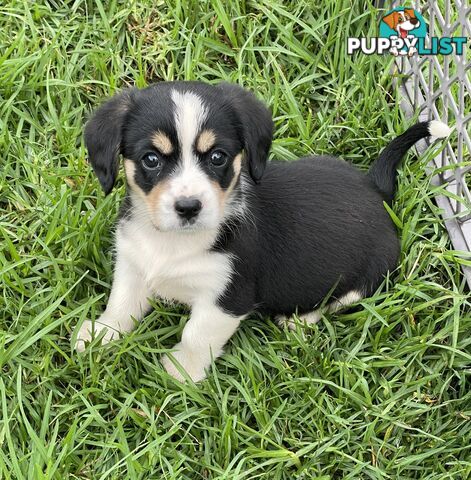 Corgi x Cavalier puppies
