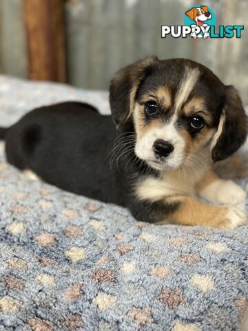 Corgi x Cavalier puppies
