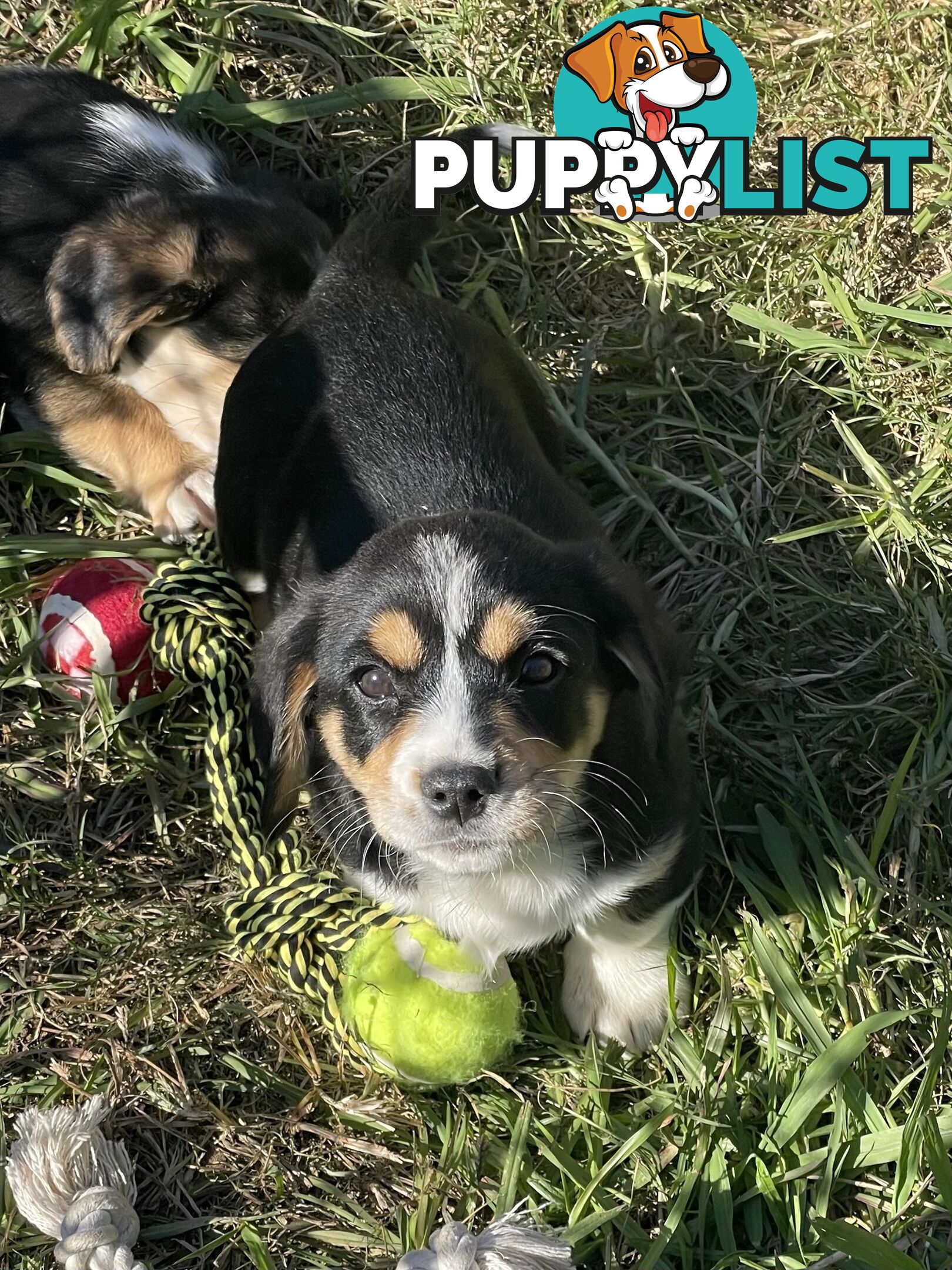 Corgi x Cavalier puppies