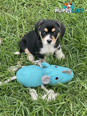 Corgi x Cavalier puppies