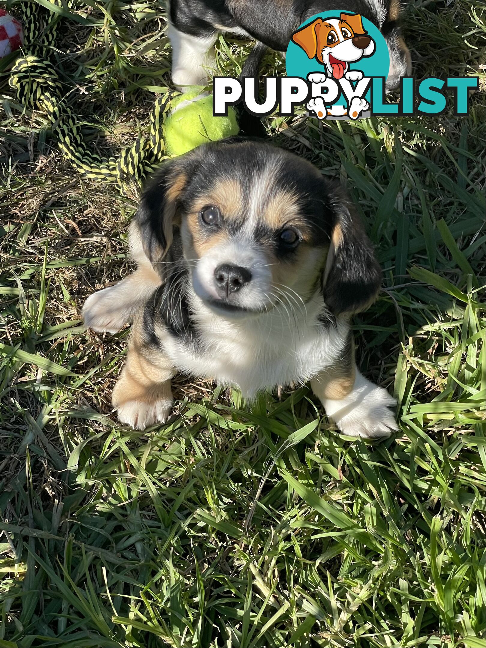 Corgi x Cavalier puppies