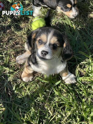 Corgi x Cavalier puppies