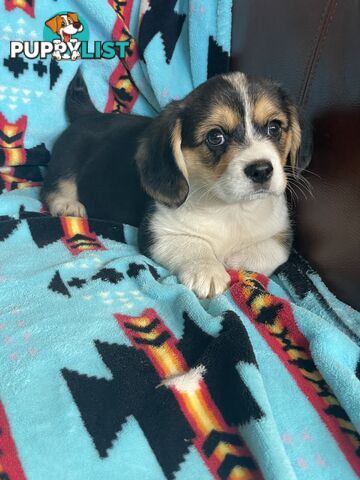 Beautiful Corgi x Cavalier puppies