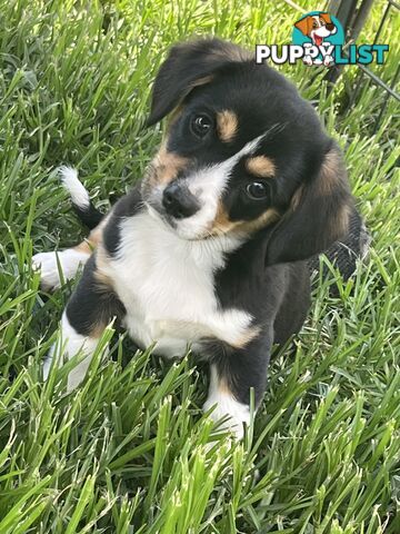 Beautiful Corgi x Cavalier puppies