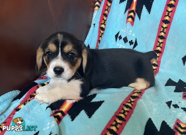 Beautiful Corgi x Cavalier puppies