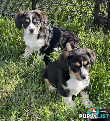 Beautiful Corgi x Cavalier puppies