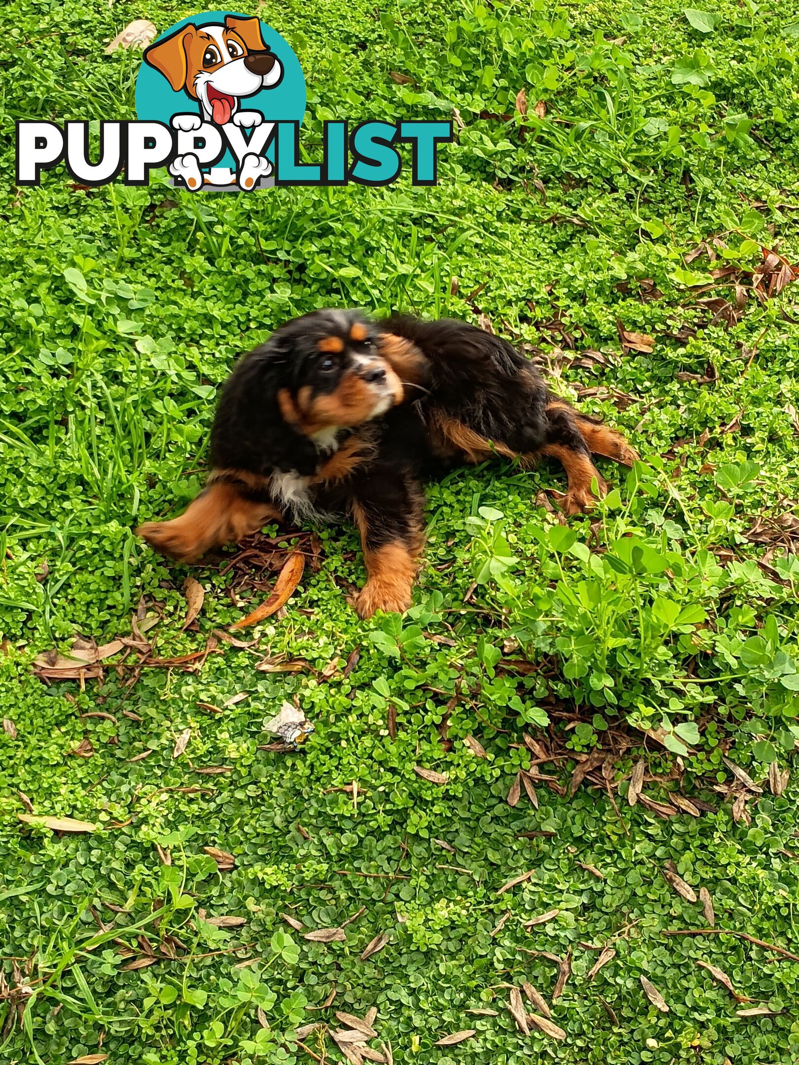 Cavalier King Charles Spaniel
