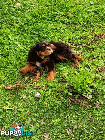 Cavalier King Charles Spaniel