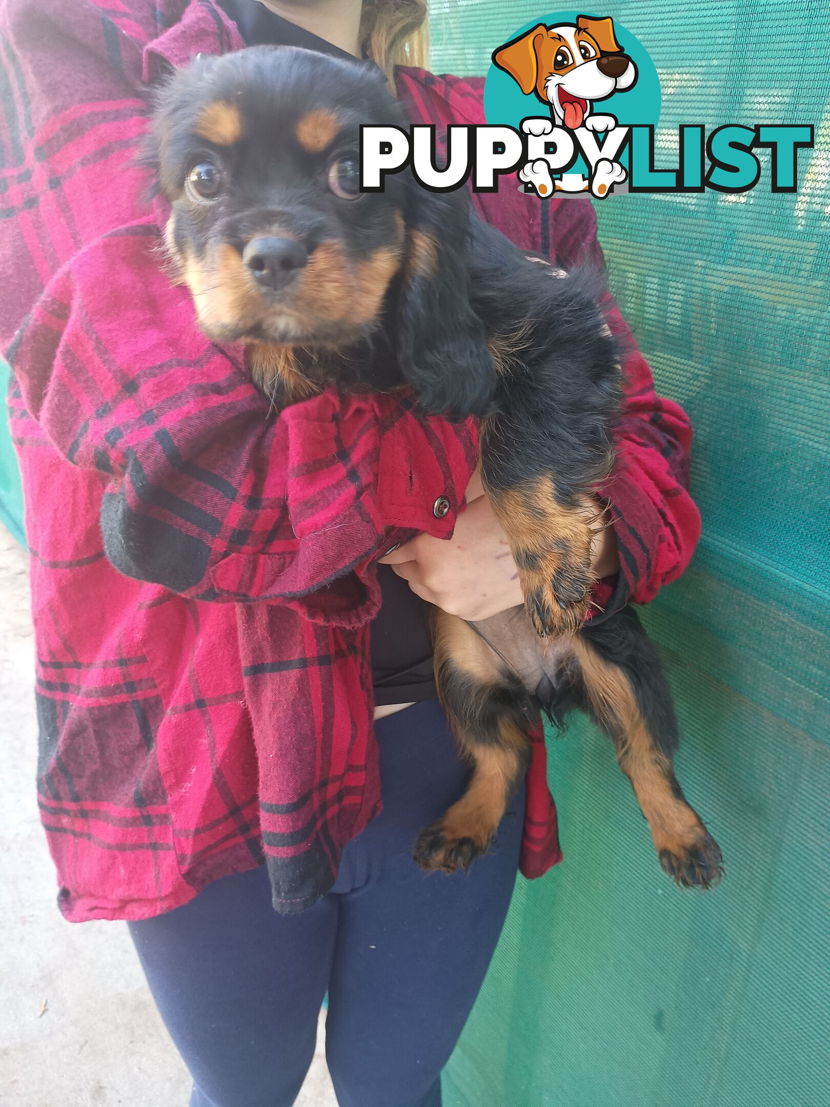 Cavalier King Charles Spaniel