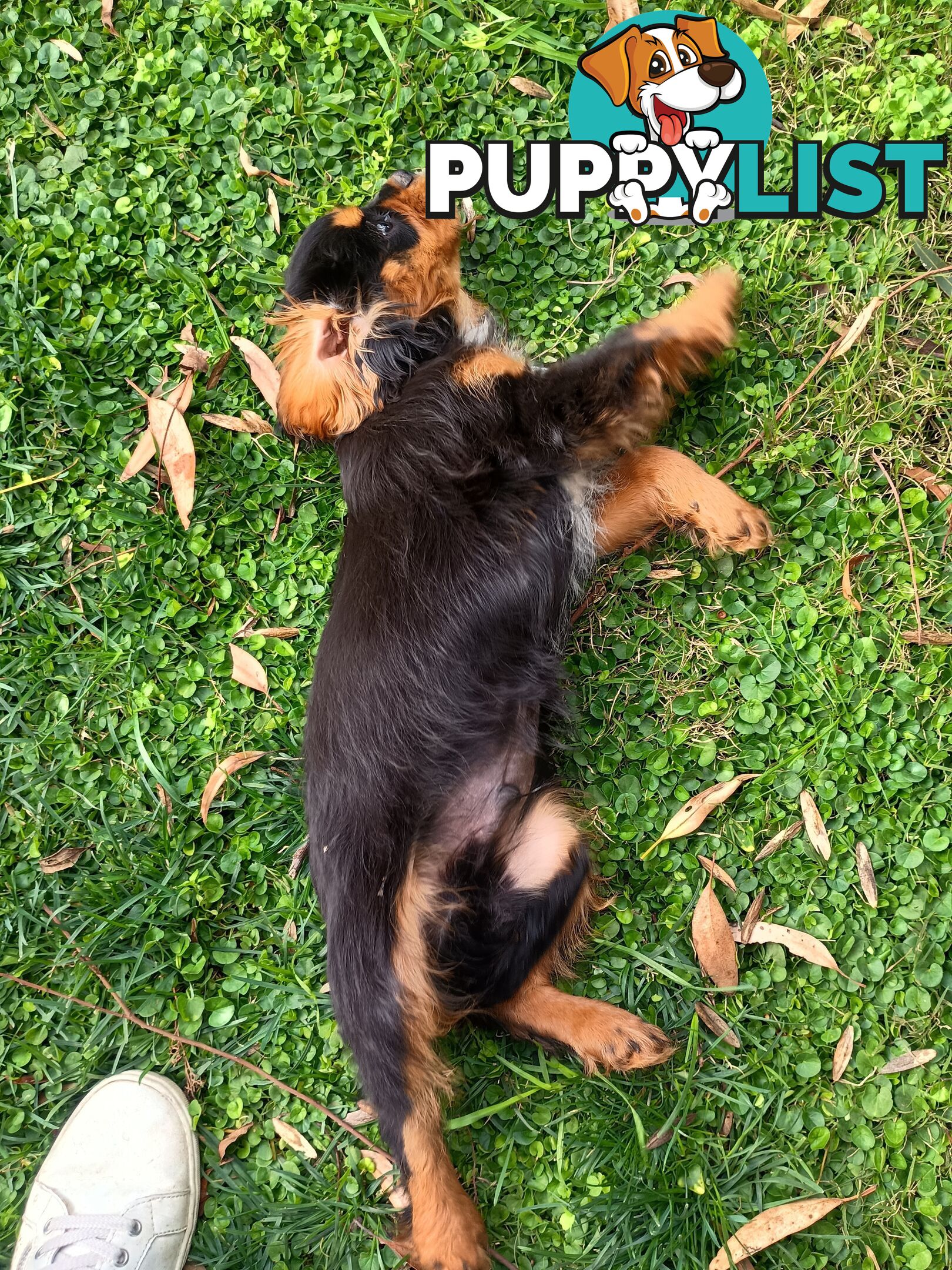 Cavalier King Charles Spaniel