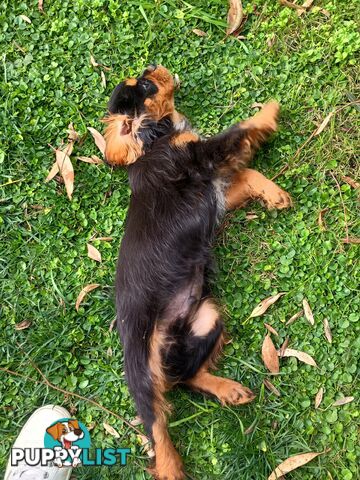 Cavalier King Charles Spaniel