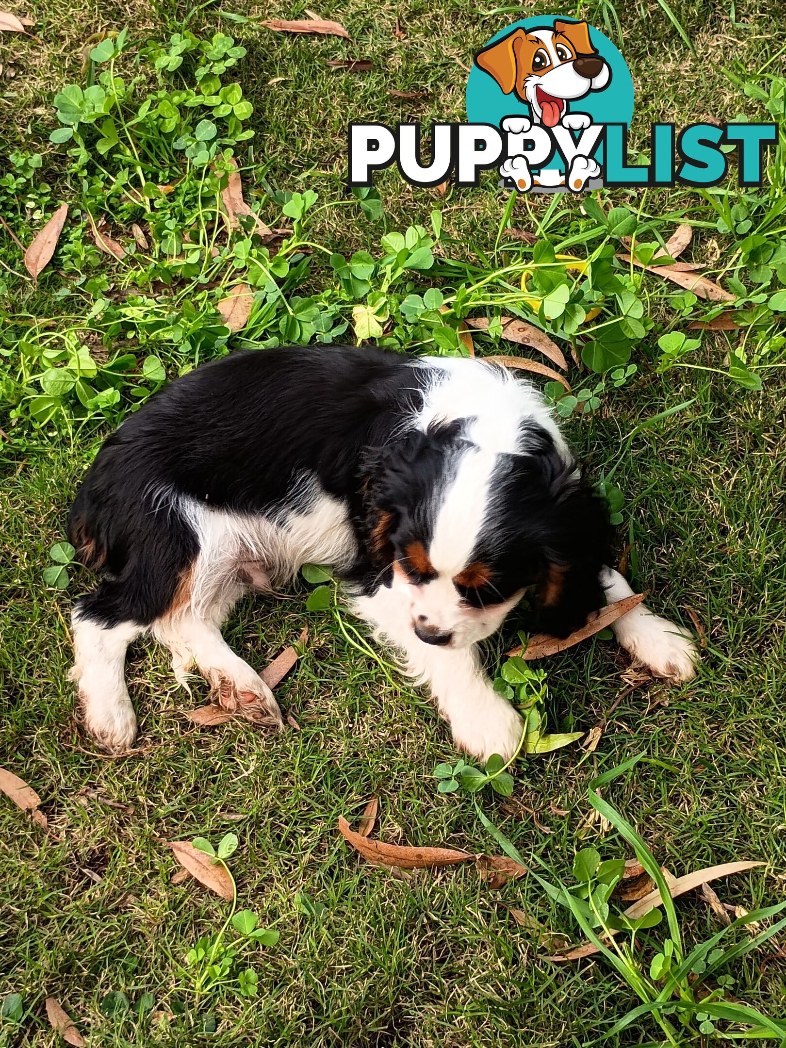 Cavalier King Charles Spaniel