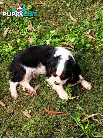 Cavalier King Charles Spaniel