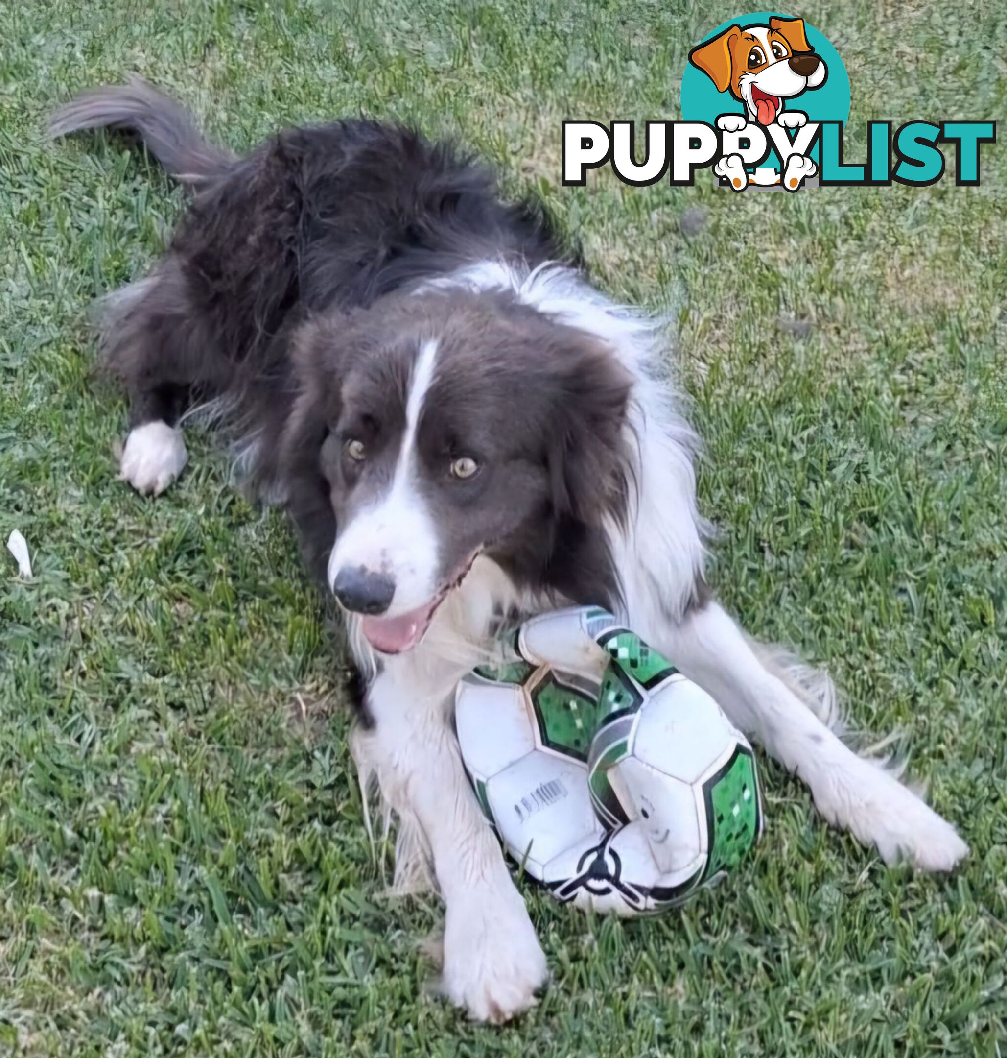 Border Collie Puppies